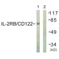 IL2RB Antibody