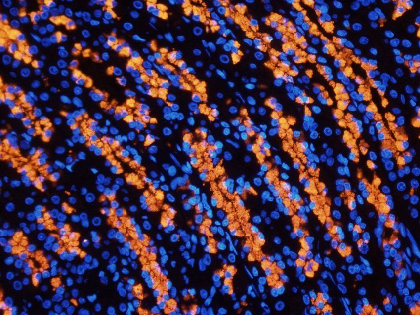 IL36 gamma Rabbit Polyclonal Antibody