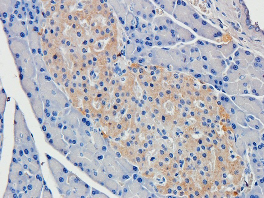 IL36 gamma Rabbit Polyclonal Antibody