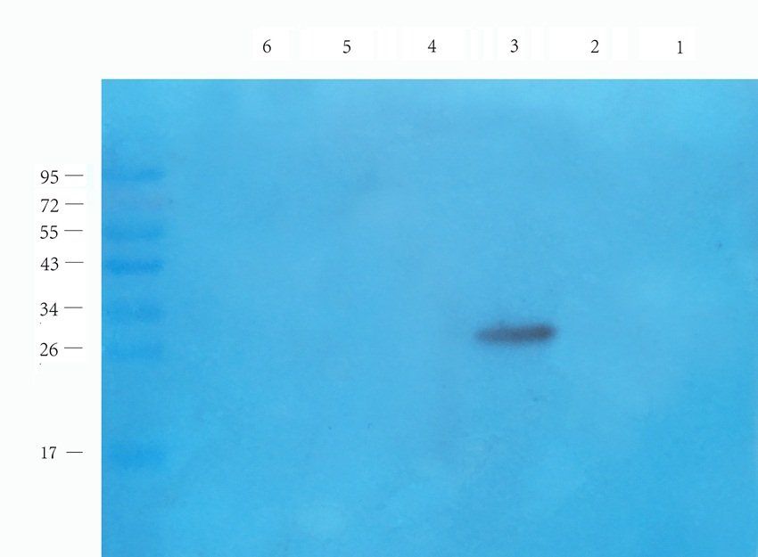 IL36 gamma Rabbit Polyclonal Antibody