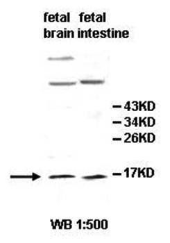 IL3 Rabbit Polyclonal Antibody