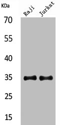 IL4 Antibody