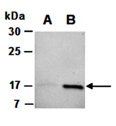 IL4 (C) Antibody, Rabbit Polyclonal