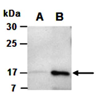 IL4 (N) Antibody, Rabbit Polyclonal
