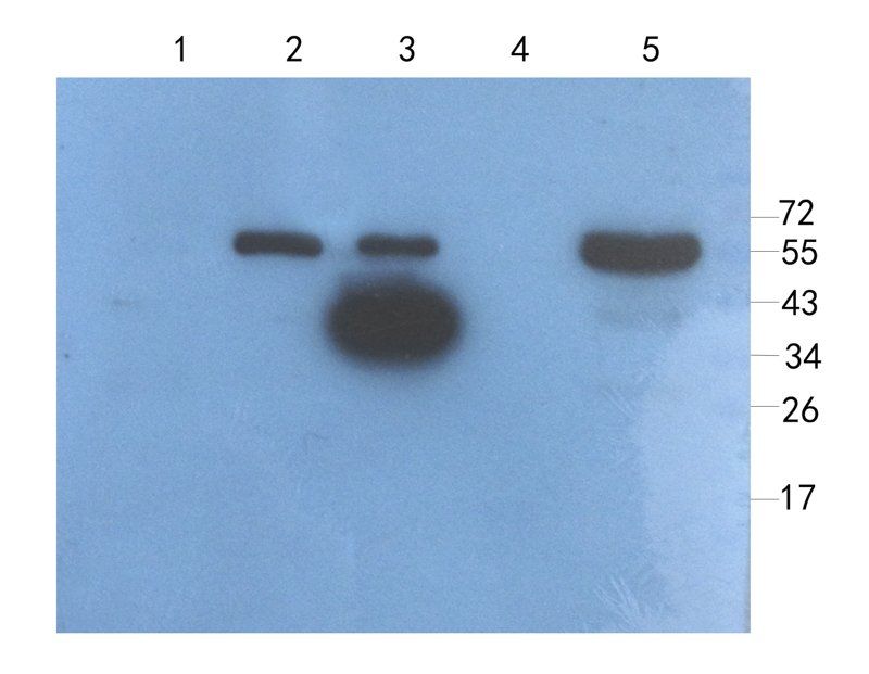 IL4 Rabbit Polyclonal Antibody