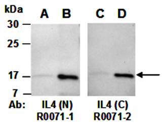 IL4 (vPairTM) Antibodies