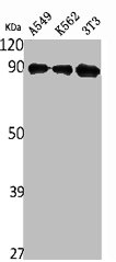 ILF3 Antibody
