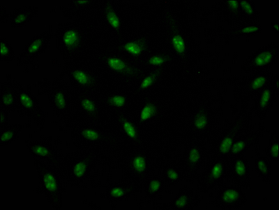ILF3 Antibody