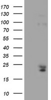 ILVBL Antibody
