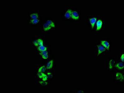 FCER2 Antibody