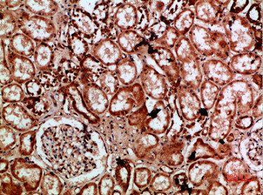 IMP3 Antibody