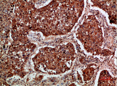 IMP3 Antibody