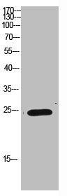 IMP3 Antibody