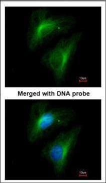 Importin 13 Rabbit Polyclonal Antibody