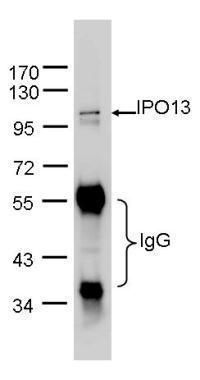 Importin 13 Rabbit Polyclonal Antibody
