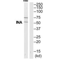 INA Antibody