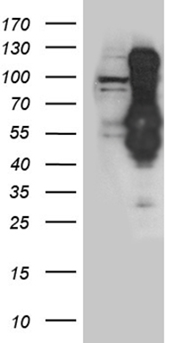 INCENP Antibody