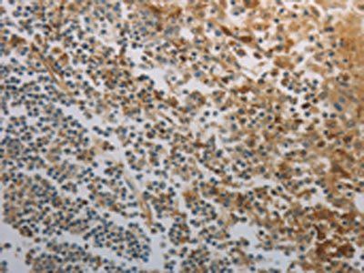 INHA Antibody