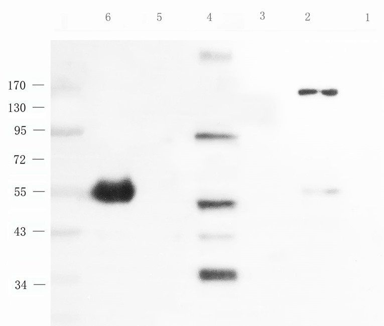 INHBE Rabbit Polyclonal Antibody