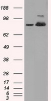 iNOS Antibody