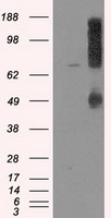 iNOS Antibody