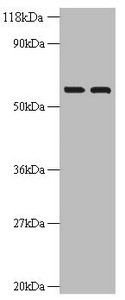 IMPDH2 Antibody