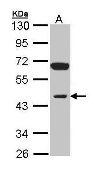 INPP1 Rabbit Polyclonal Antibody