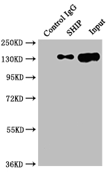 INPP5D Antibody