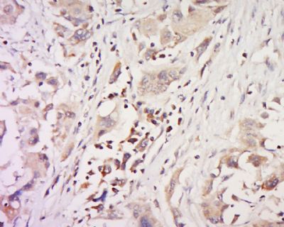 INSL3 Rabbit Polyclonal Antibody