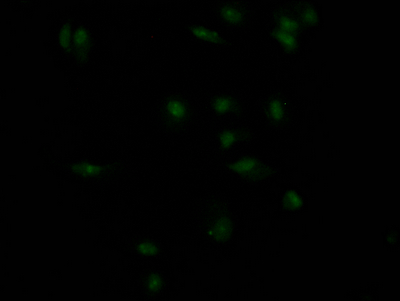 INSR Antibody