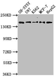 INSRR Antibody