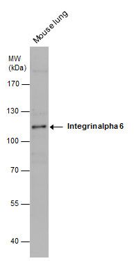 integrin subunit alpha 6 Antibody