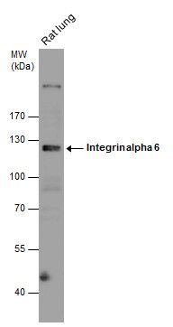 integrin subunit alpha 6 Antibody