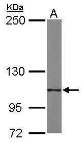 integrin subunit alpha 6 Antibody