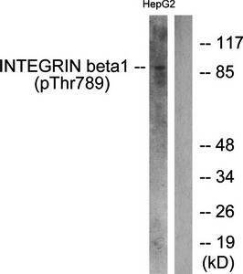Integrin β1 (Phospho-Thr789) Antibody