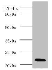 IFNA2 Antibody