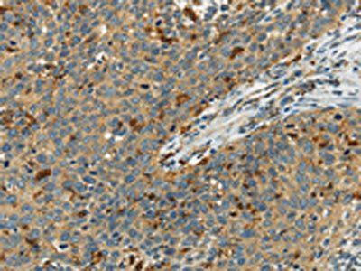 AIF1 Antibody