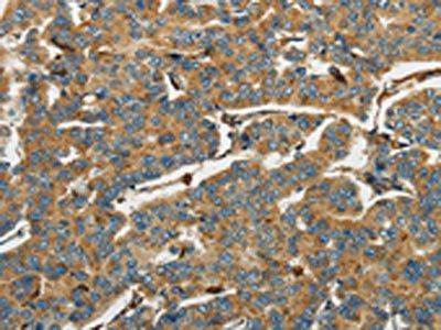 AIF1 Antibody