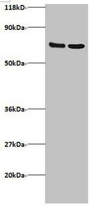 IFITM1 Antibody