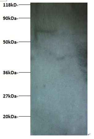 IFITM1 Antibody (Biotin)