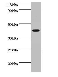 ILF2 Antibody