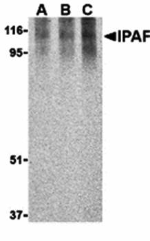 Ipaf Rabbit Polyclonal Antibody