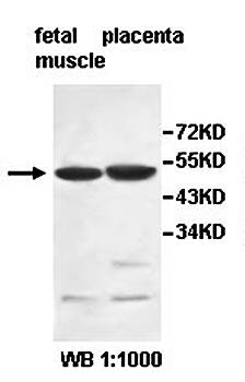 IPMK Rabbit Polyclonal Antibody