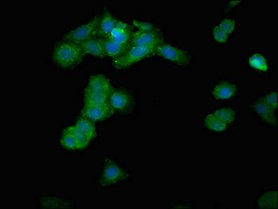 IPP Antibody