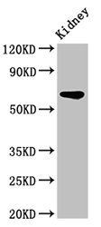 IPP Antibody