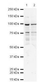 TAP1 Monoclonal Antibody