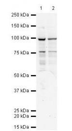 TAP1 Monoclonal Antibody