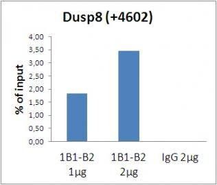 Histone H3 Monoclonal Antibody