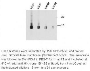 Histone H3 Monoclonal Antibody