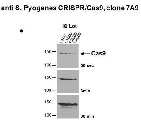 CRISPR/Cas9 Monoclonal Antibody